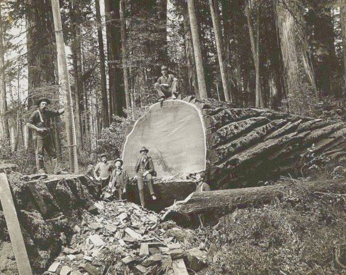 Калифорнийские лесорубы: как вырубались самые большие деревья Америки