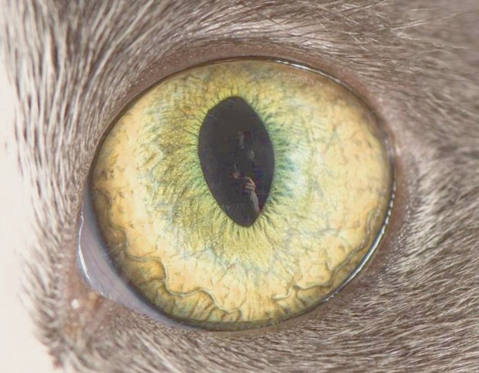 Гипнотические кошачьи глаза на макроснимках