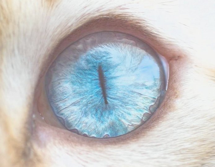 Гипнотические кошачьи глаза на макроснимках