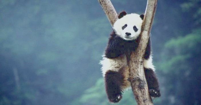 Хорошие новости: гигантская панда больше не является видом, находящимся под угрозой исчезновения