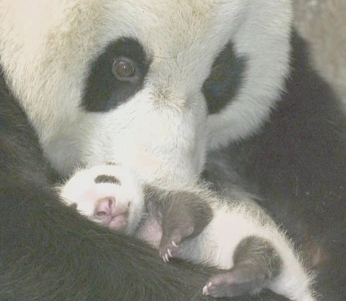 Хорошие новости: гигантская панда больше не является видом, находящимся под угрозой исчезновения
