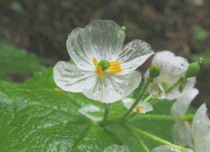 Странные цветы, которые становятся прозрачными под воздействием дождя