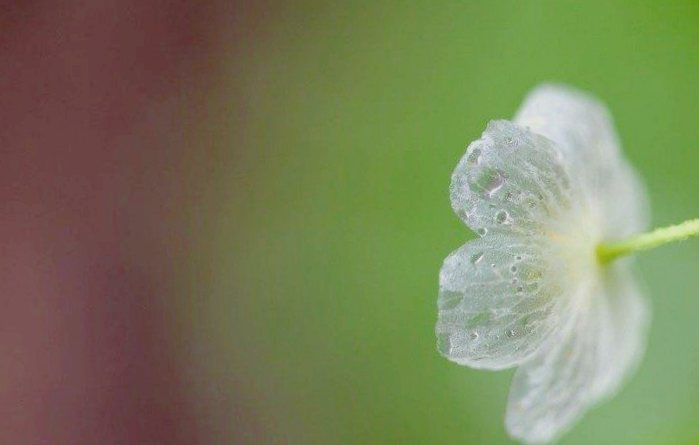 Странные цветы, которые становятся прозрачными под воздействием дождя