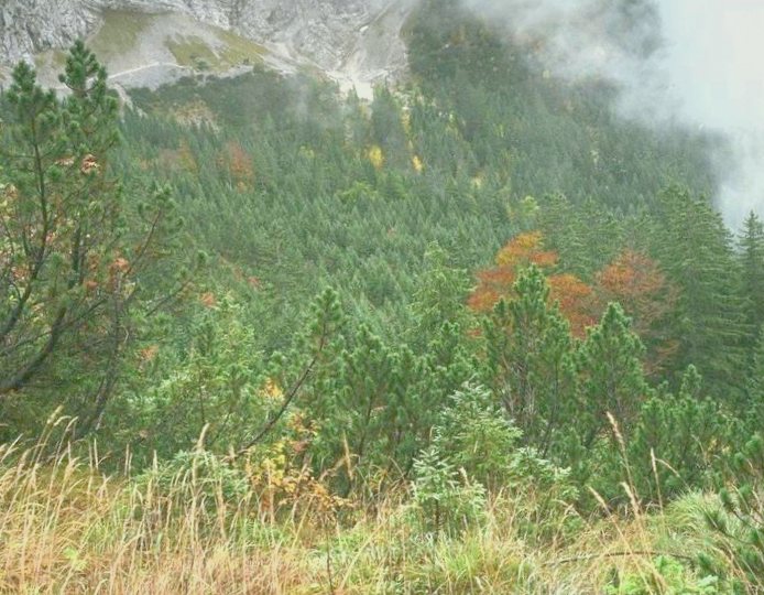 Фотографии снайперов. если вы сможете их заметить