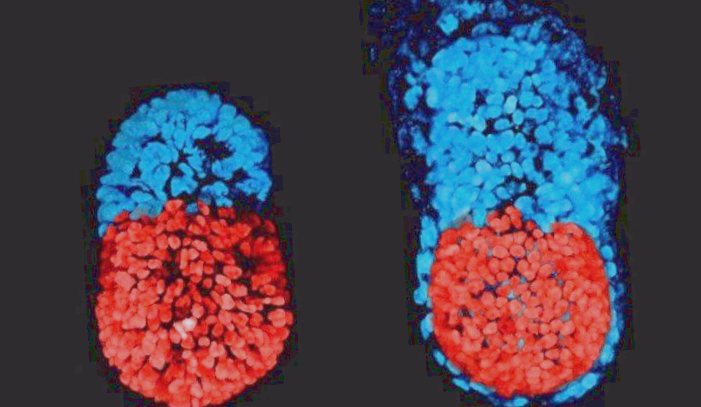 Ученые создали первый синтетический эмбрион