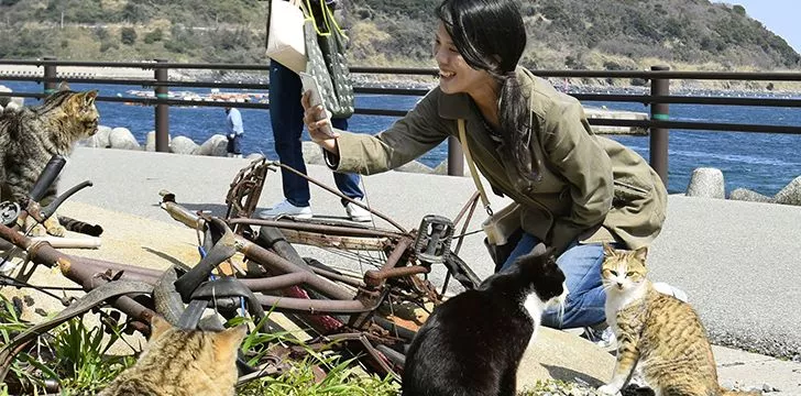 Почему в Японии есть кошачьи острова